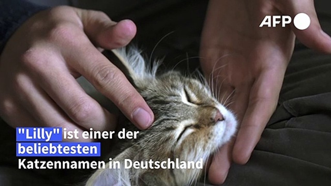 Zum Schnurren! Das sind die beliebtesten Katzennamen