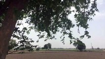 Tree in Farm Stock Footage