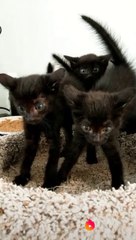 persian black cats