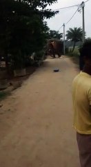 ফাঁকা রাস্তার দখল নিয়েছে গজরাজ!