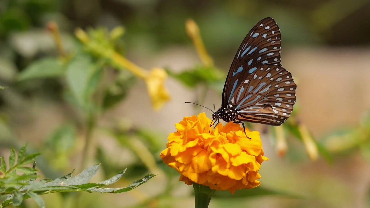 SEE THE BEAUTY OF BUTTERFLY/FLOWER