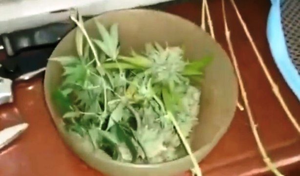 Torino - Coltiva marijuana in casa mentre è agli arresti domiciliari (08.08.20)