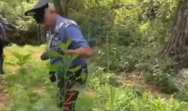 Melicucco (RC) - Piantagione marijuana in zona impervia, arrrestati zio e nipote (08.08.20)