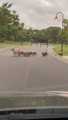 Capybara Family Crosses Empty Road During Lockdown