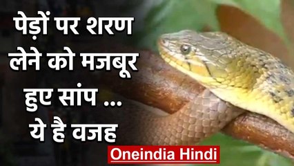 Karnataka Tunga River में तेज बहाव की वजह से पेड़ों पर शरण लेने को मजबूर सांप | वनइंडिया हिंदी