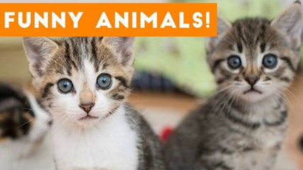 Funniest Pets of the Week Compilation September 2017 _ Funny Pet Videos