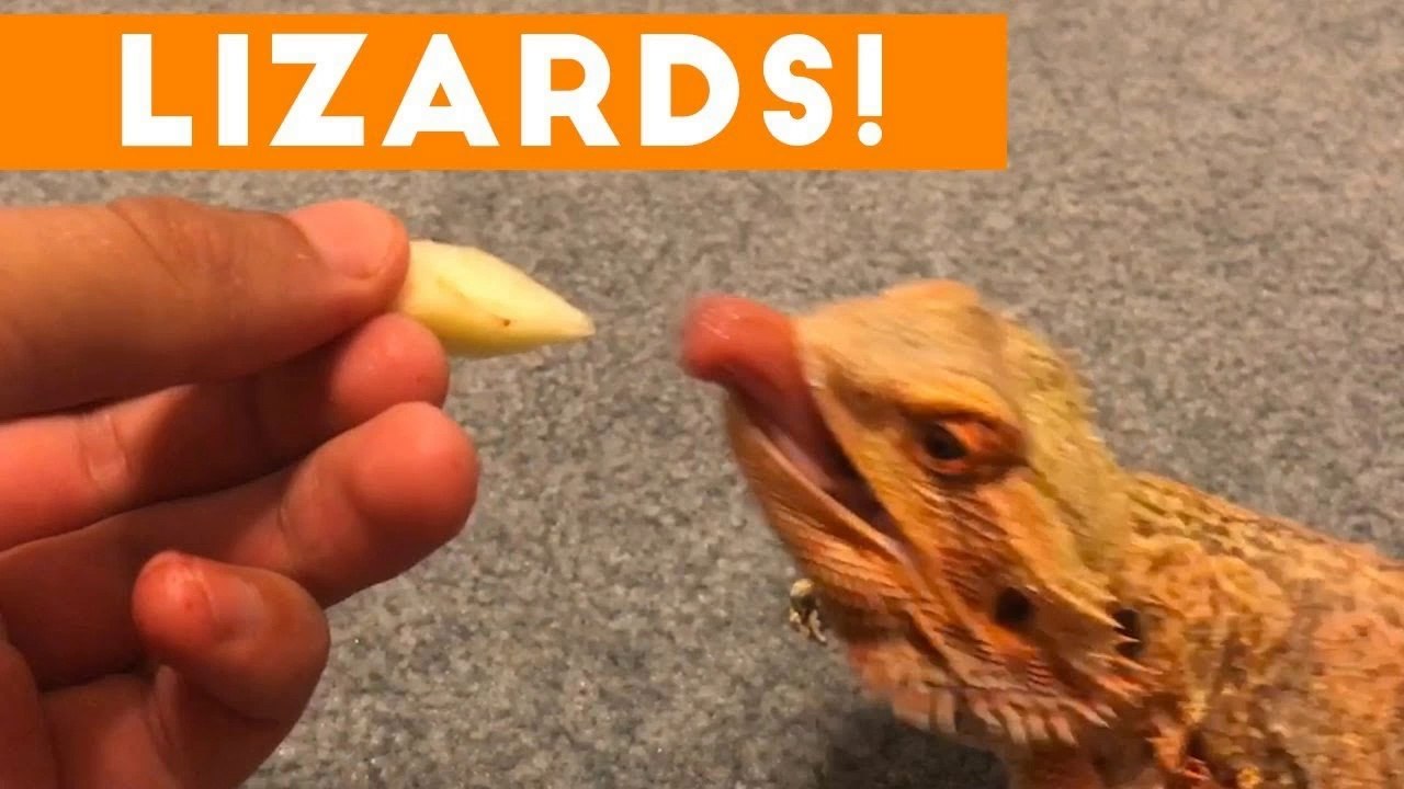 Funniest Lizard & Reptile Blooper & Reaction Videos of 2017 Weekly Compilation _ Funny Pet Videos