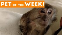 Cutest Pet Clip of the Week September 2017 _ Monkey Takes a Bath