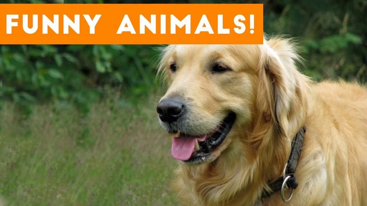 Funniest Pets of the Week Compilation September 2017 _ Funny Pet Videos