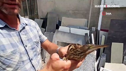 Bursa'da nesli tükenmekte küçük balaban kuşu bulundu