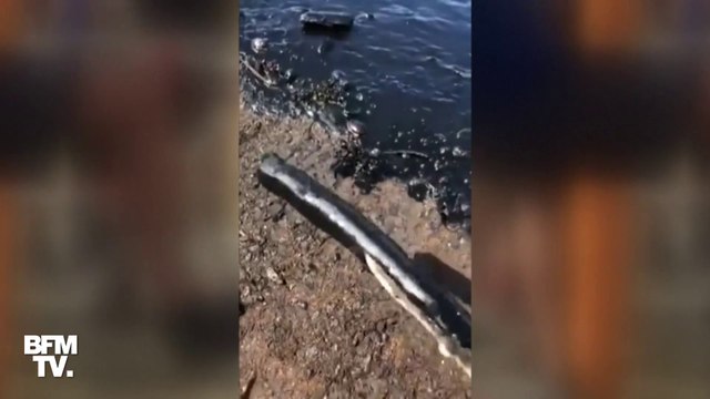 Les images d'une plage de l'île Maurice souillée par une marée noire, après une fuite d'hydrocarbures