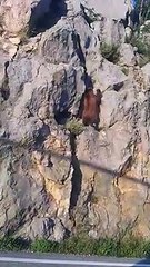 Attention, les ours ça escalade très très bien