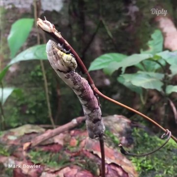 Cette chenille a une tête de serpent pour faire fuir les prédateurs