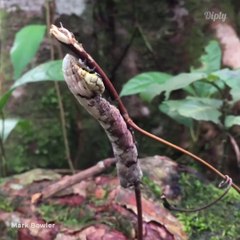 Cette chenille a une tête de serpent pour faire fuir les prédateurs