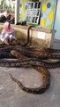 Cette femme joue avec des pythons géants... Impressionnant