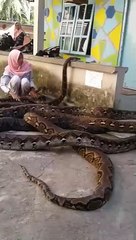 Cette femme joue avec des pythons géants... Impressionnant