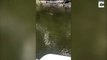 Un faon en train de se noyer demande de l'aide à des touristes