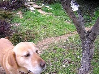 Chien qui saute (bingo)