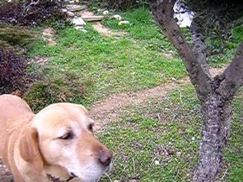 Chien qui saute (bingo)