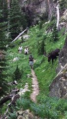 Moose Meanders Across Hiking Trail