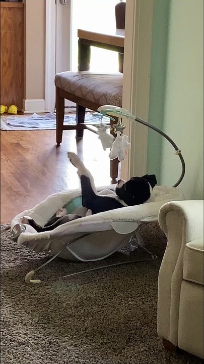 Dog Playfully Paws Toys in Baby Bed