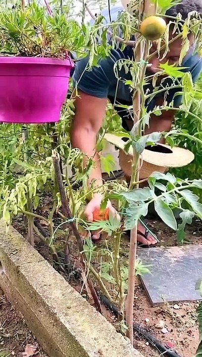 O Σάκης Τανιμανίδης κόβει λαχανικά από το μποστάνι του μπαμπά του!