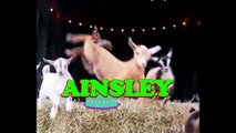 Happy Birthday Ainsley - Ainsley's Birthday Song - Ainsley's Birthday Party