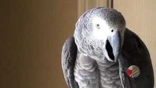 Parrot knows the difference between a wave and a shake