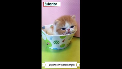 Anak Kucing Lucu dan Menggemaskan