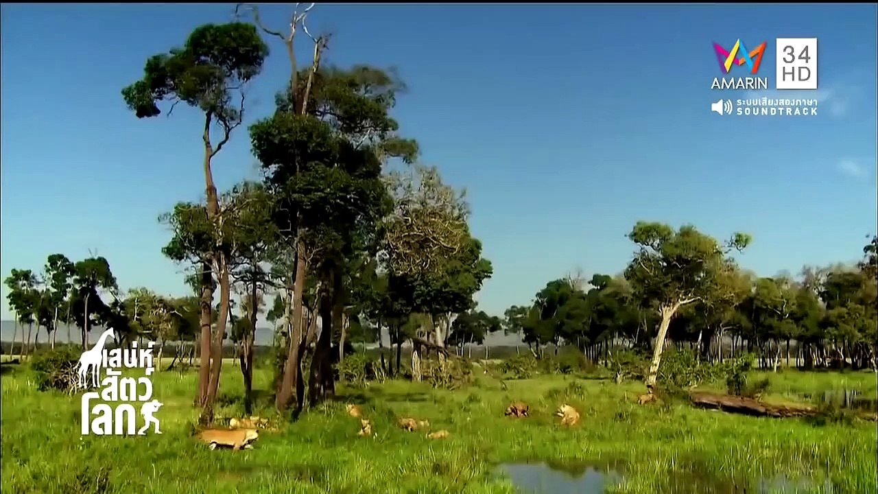 World Animals EP.38