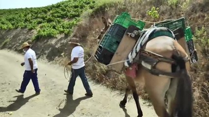Arrancan las primeras vendimias de la temporada, como la de la comarca de La Axarquia