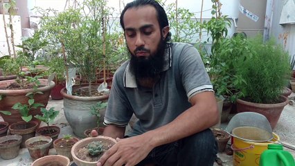 Cactus Potting Mix