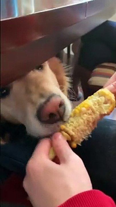 The best corn dog you will ever see!
