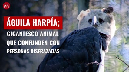 Águila harpía; el gigantesco animal que confunden con personas disfrazadas