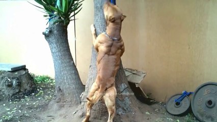 Download Video: दुनिया के 5 सबसे खतरनाक Body वाले कुत्ते। Top 5 Most Muscular Dog Breeds.