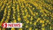 Flower tourism blossoms in Inner Mongolia, China