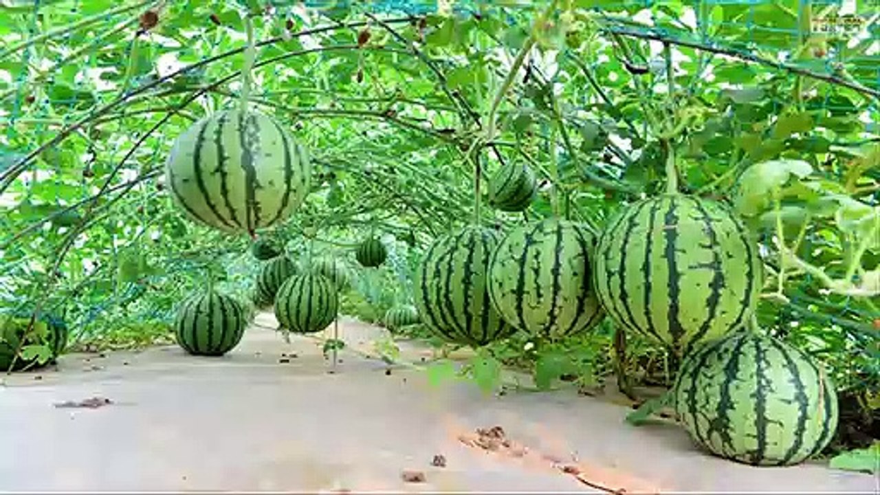 [EASY] How to Grow Watermelon & Tomatoes in Pot _ in Containers