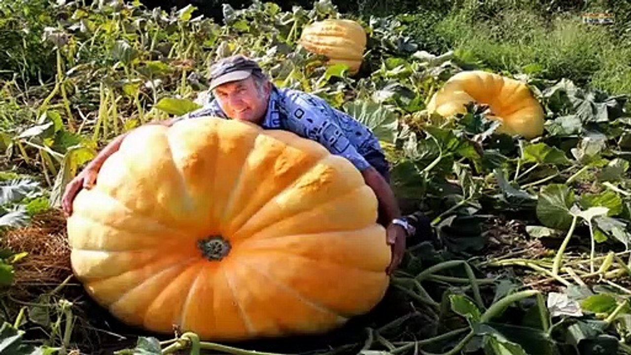 Giant Pumpkin - Pumpkin Show - Modern Agriculture