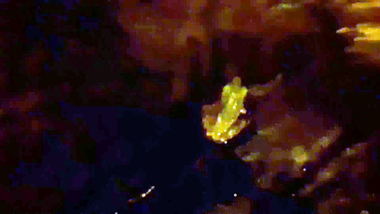 TREE FROG 20190910_053503
