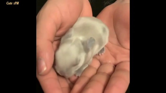 Aww Soo Cute Baby Animals - Cute Baby Animals Video Compilation || Cute Am