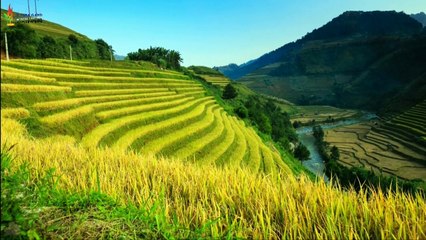 ENJOY A YELLOW RICE EXPOSURE BY LISTENING TO SUNDA SONGS, relaxing the soul