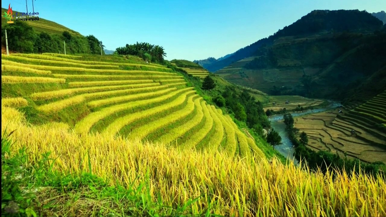 ENJOY A YELLOW RICE EXPOSURE BY LISTENING TO SUNDA SONGS, relaxing the soul