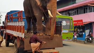 How elephant get down from track in india