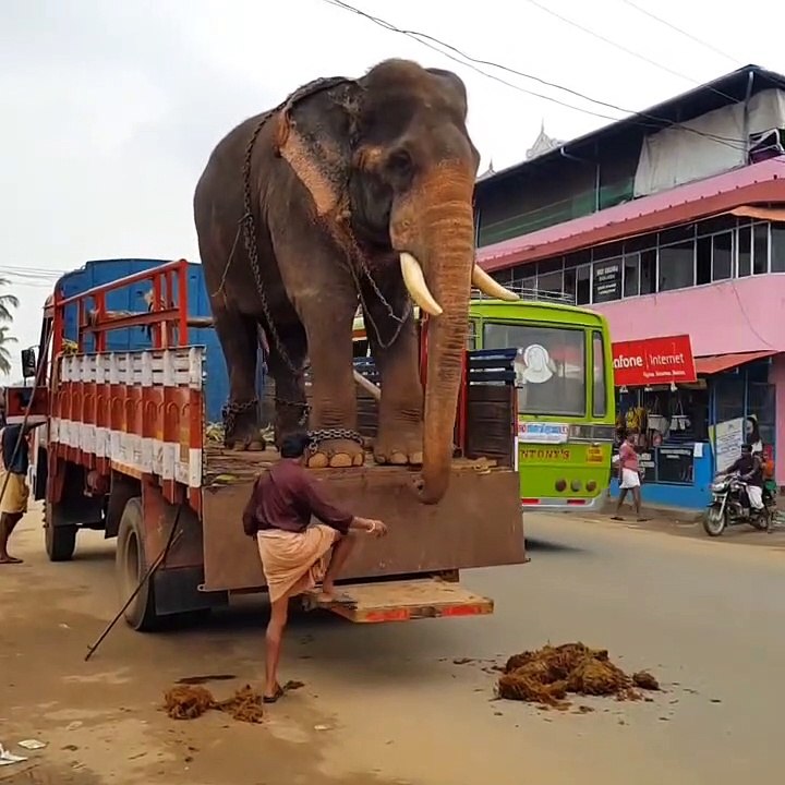 How elephant get down from track in india