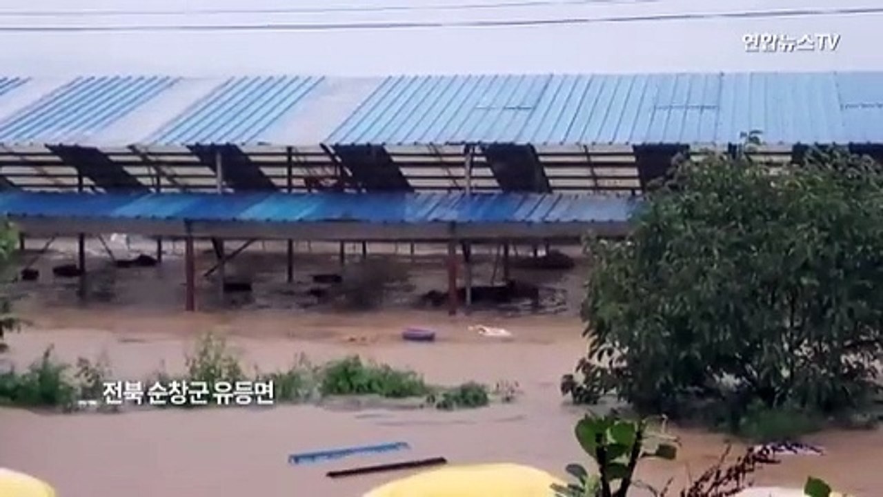 [현장영상] 축사 탈출해 '절'로 피난 간 소떼…기록적 폭우에 소들도 수난