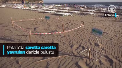 Patara'da caretta caretta yavruları denizle buluştu