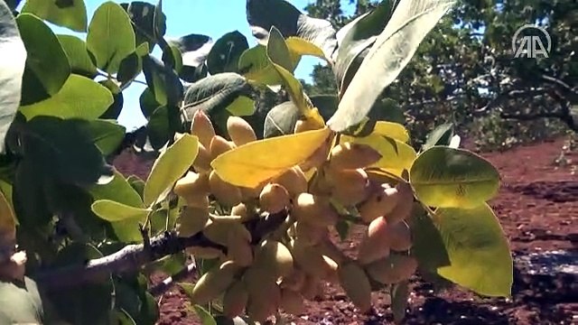 Fıstık diyarında boz Antep fıstığı hasadı başladı