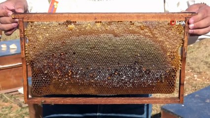 Kupalı, madalyalı organik Eğriçayır balında hasat coşkusu