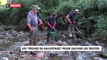 Les "pêches de sauvetage" pour sauver les truites