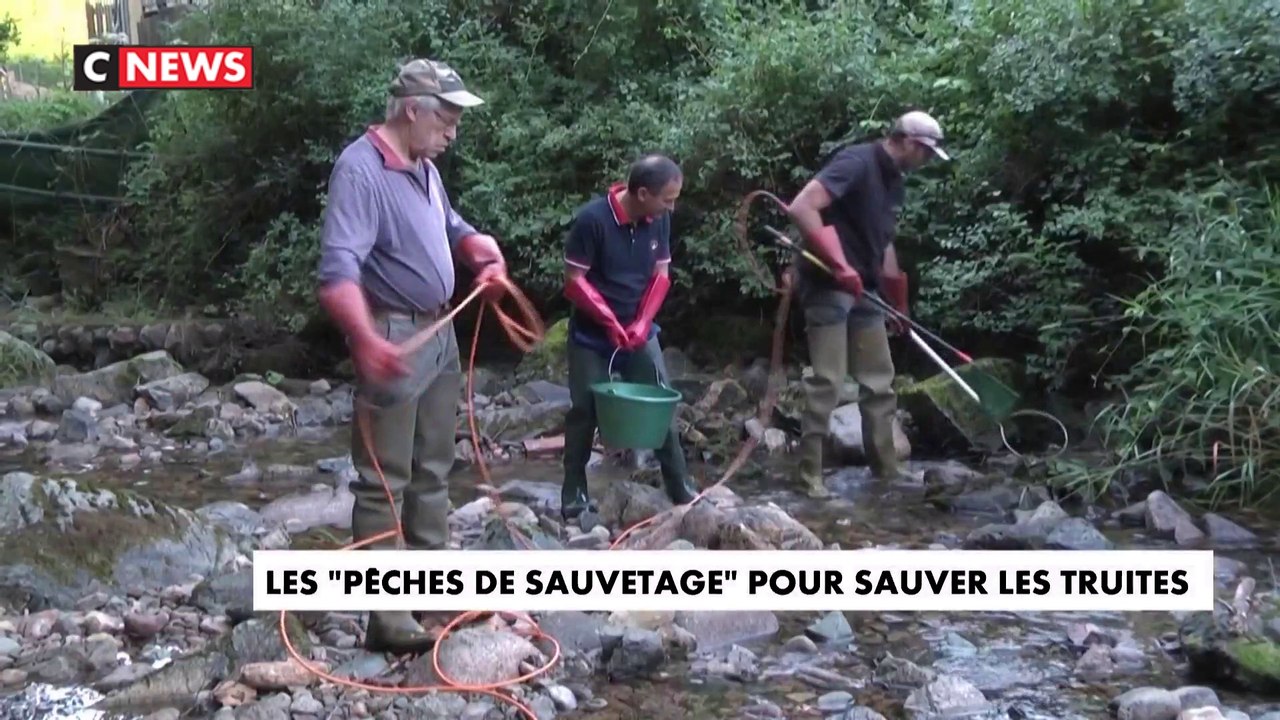 Les "pêches de sauvetage" pour sauver les truites